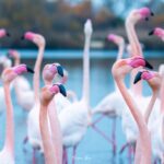 2022-12 - Parc ornithologique du Pont de Gau - Flamants roses - 08